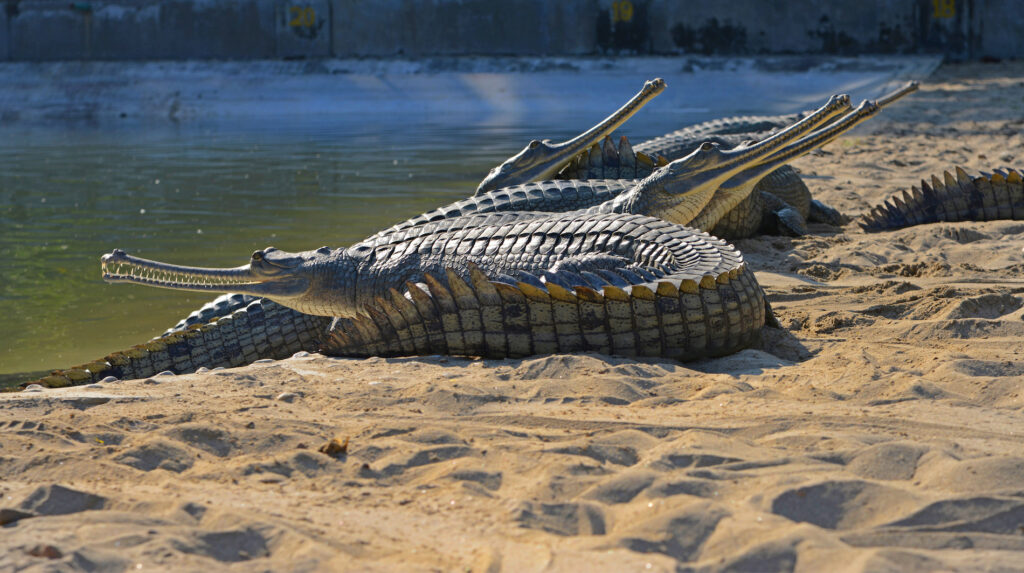 Chitwan National Park
