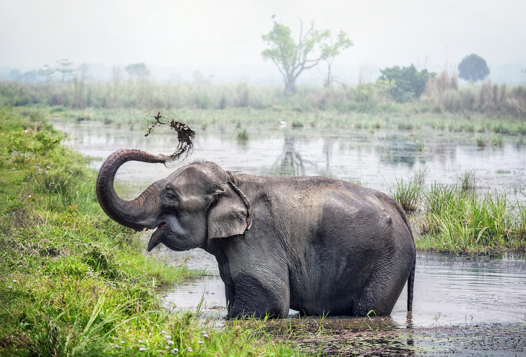 Chitwan National park