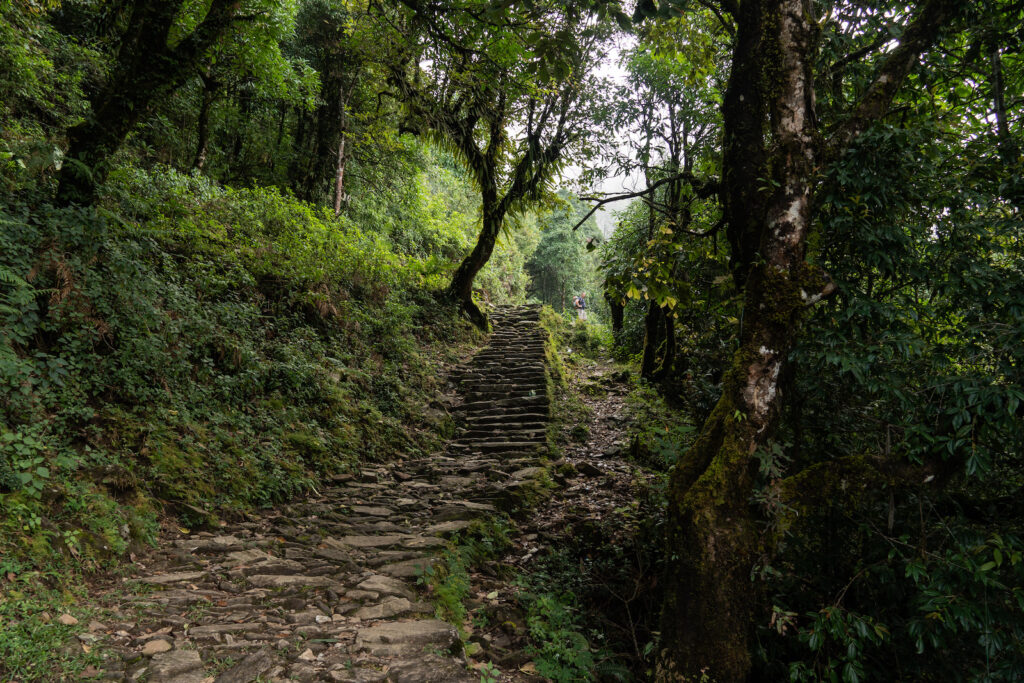 lush forests on the mardi himal trek