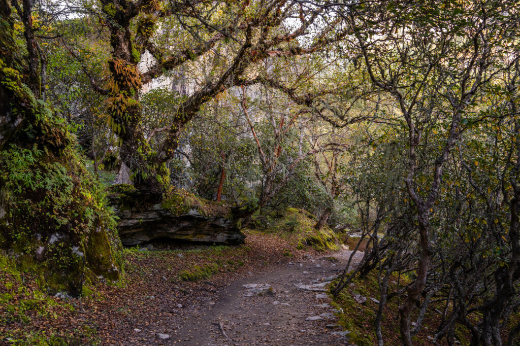 beautiful rhododendron forest near namche bazaar